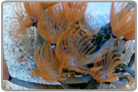 Gold Feather Duster Cluster
